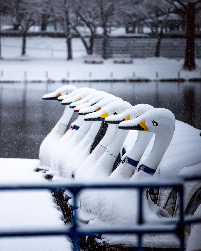 川越水上公園の白鳥ボート