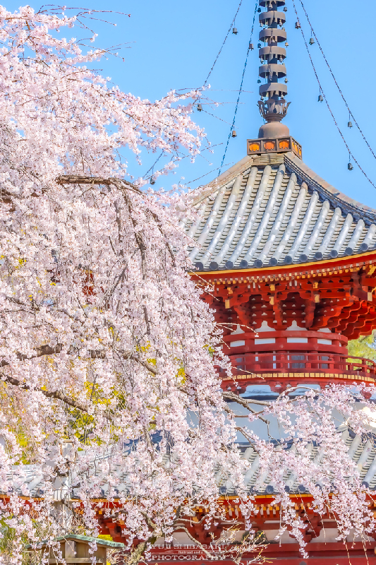 喜多院の多宝塔としだれ桜