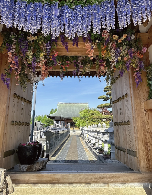 藤の花に包まれた最明寺の山門の写真