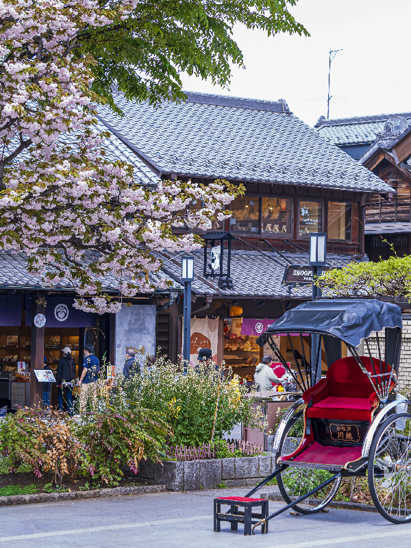 満開の八重桜と人力車、蔵造りの町並みを行きかう人々の写真