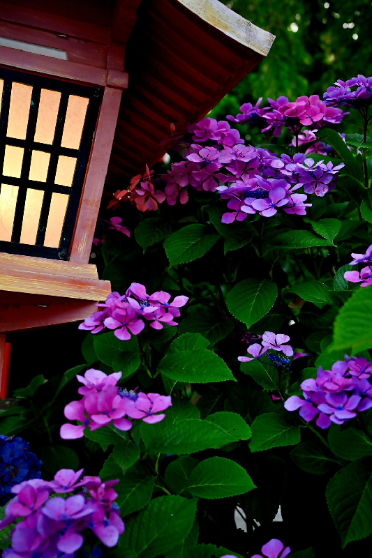 川越八幡宮の紫陽花の写真
