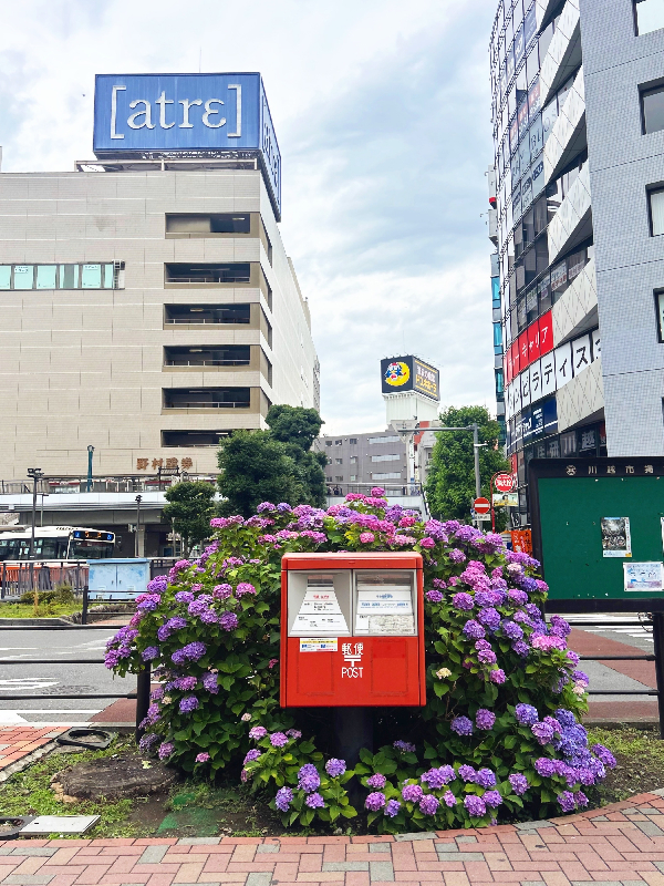 紫陽花とポストの写真