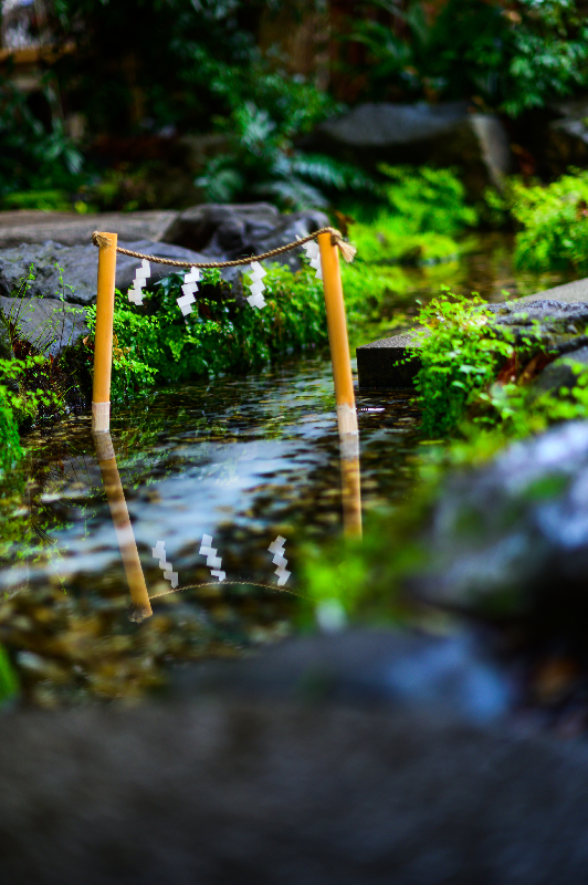 写真：川越氷川神社内の池
