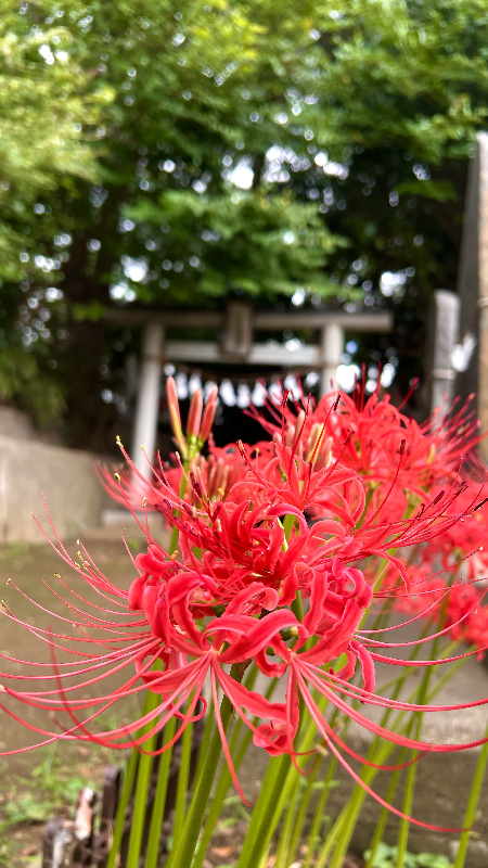 川越城富士見櫓跡の彼岸花の写真